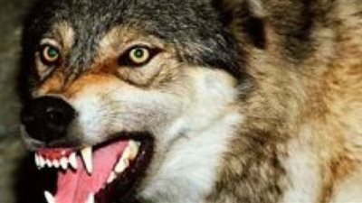 ذئب يصيب 3 أشخاص بجروح في قنا