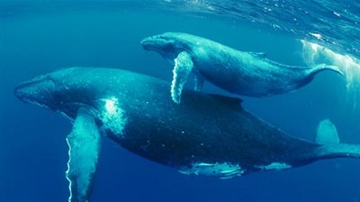 تعرف على خصائص صغير الحوت