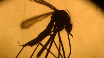 أمريكا: 25 إصابة بفيروس زيكا عن طريق البعوض