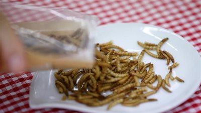  الحكومة الكوريا تشجع على تناول الحشرات 