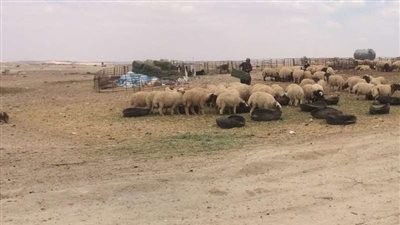 من أهالي القريات للمحافظ: ألزموا محال اللحوم والمطاعم بتسعيرة مخفضة