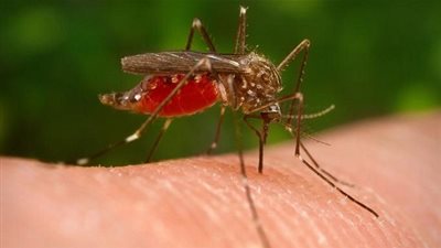 أصحاب فصيلة الدم 