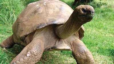 حالات اختناق بين 