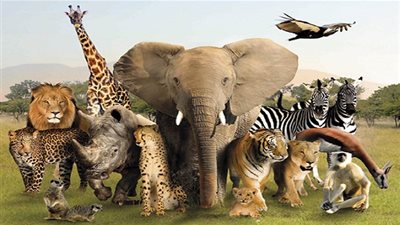 تعرف على حقائق ومعلومات عن عالم الحيوان