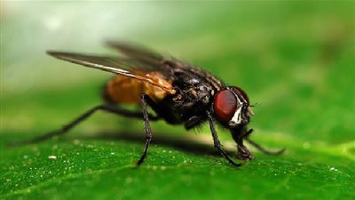 تعرف على خصائص الذُّباب العجيبة