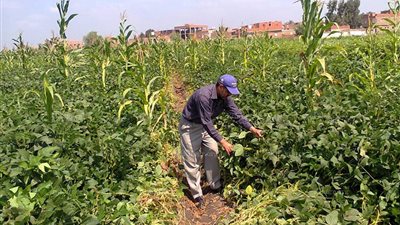 زراعة الدقهلية توجه حملات لفحص القطن والفول الصويا من الأمراض  (صور)