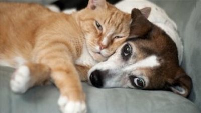 كيف تحمي أثاث منزلك من حيوانك الأليف بسهولة