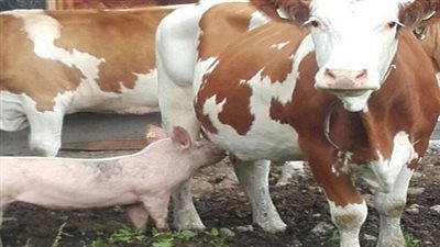 الخنازير ترضع من الأبقار في النمسا  