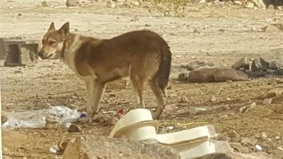 كلابٌ أشبه بـ