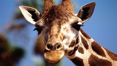 معلومات مثيرة وشيقة عن الحشرات والحيوانات