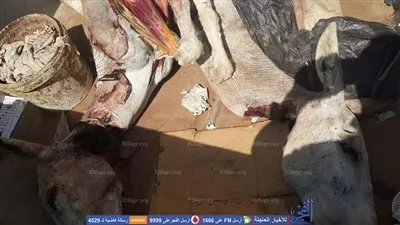  ضبط مجزر لذبح 