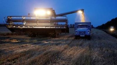 مصر تتلقي عروضا من سبعة موردين في مناقصة لشراء القمح