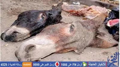 القبض على 4 أشخاص أثناء قيامهم بذبح 