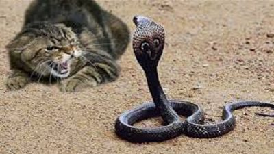 معلومات مثيرة حول الكوبرا والقطط