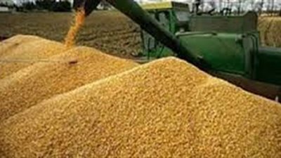 بلاغ للمحامي العام للتحفظ على صوامع القمح بالمنيا