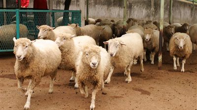 زراعة الإسكندرية تعلن أسعار الأضاحي.. وتؤكد: الجمعيات توفر الكميات المطلوبة