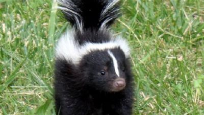 هل تعلم من هو الضرنبول؟