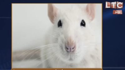 حقيقة بيع صعيدي بالأقصر لـ فئران على أنها أرانب