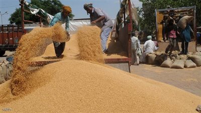 الزراعة: مصر لم تستورد قمح منذ 5 أشهر.. و