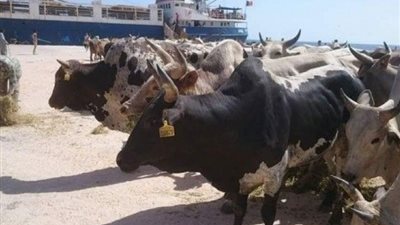 وصول رابع شحنة عجول حية لميناء أبو طرطور 