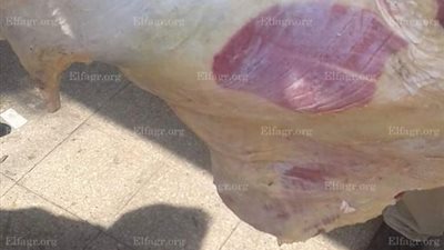 تموين ميت غمر يضبط لحوم بقرى وجاموس مذبوحة خارج السلخانة (صور)