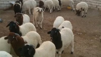 تزايد حركة البيع وإرتفاع لأسعار أغنام البرقى فى مطروح (صور)