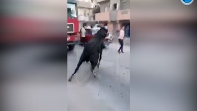 هروب عجل أثناء ذبحه فى الإسكندرية (فيديو) 