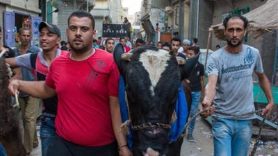 أهالى دمياط يواصلون ذبح الأضاحي فى ثانى أيام العيد
