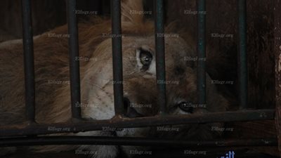 أسد يبكي في قفصه بحديقة الحيوان بالجيزة (صور)