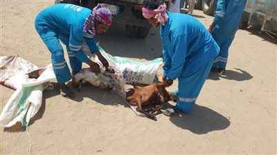 إحباط تهريب 526 ذبيحة فاسدة من لحوم الأضاحي