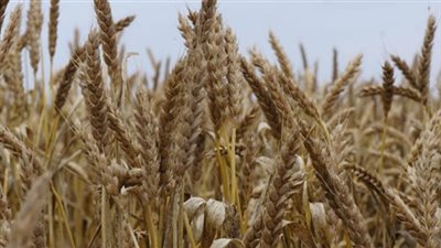  أستاذ أمراض نبات: فطر 