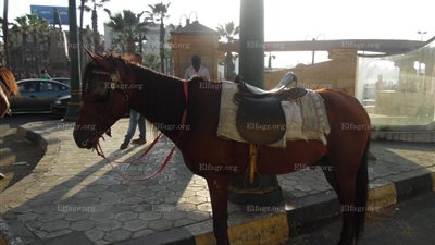 ميدان محطة الرمل يتحول إلى إسطبل فى رابع أيام العيد (صور)