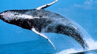 هل تعلم أن الحوت الأزرق هو أكبر حيوان على الكرة الأرضية؟