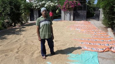 بعد 30عامًا مهرجان لحصاد 