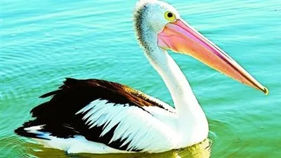 بجعة أسترالية تخطف الأنظار في الفلبين !