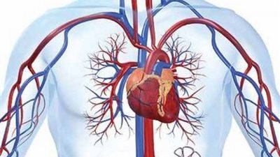 هل تعلم أن المشوار الذي يقطعه الدم في مجراه كل يوم يبلغ 168 مليون ميل؟