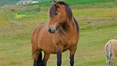 هل تعلم أن الحصان يموت اذا قطع ذيله؟