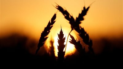 مصر تتخذ قرار هام وعاجل بشأن مواصفات مناقصات القمح 