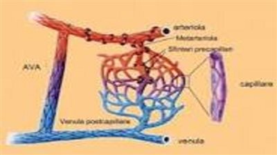 العلماء يحددون عاملا جديدًا في طول عمر الإنسان