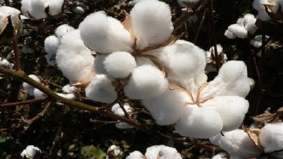 بلومبرج: تحليل الحمض النووي قد يضع حدا للأقطان المصرية المزيفة