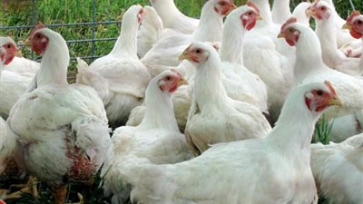المملكة تحظر استيراد الدواجن من توجو