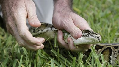 ثعبان يلدغ شخصاً أثناء تصوير 