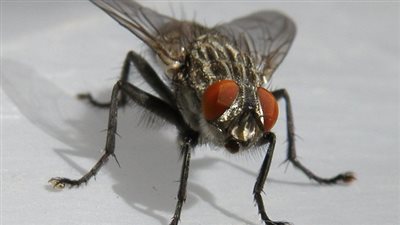 حقائق مدهشة عن الذباب!