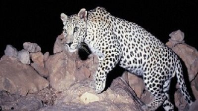 مصر تتحول إلى غابة.. بعد واقعة 