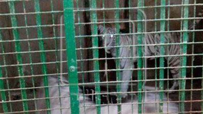 بعد إلتهام نمر لطفلة بالعياط.. أهالي قرية 