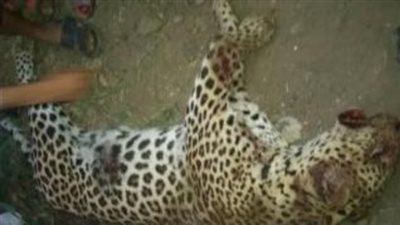 كارثة.. البحث عن نمر طليق في العياط 