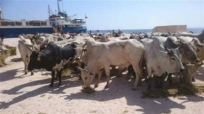 وصول 1588 رأس عجول حية إلى ميناء أبو طرطور