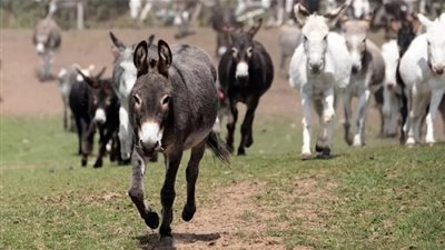 الصين تسعى لشراء كل حمير العالم.. لهذا السبب!