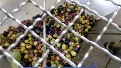 بدء موسم عصير الزيتون بٍرأس سدر ..(صور)