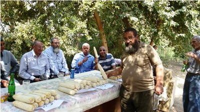 «زراعة بني سويف» تحتفل بحصاد «الذرة الشامية»